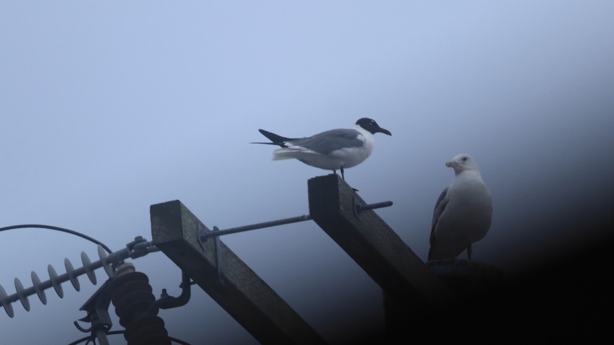 Laughing Gull - ML622127013