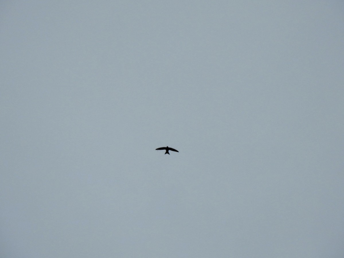 Common Swift - Stephen Bailey