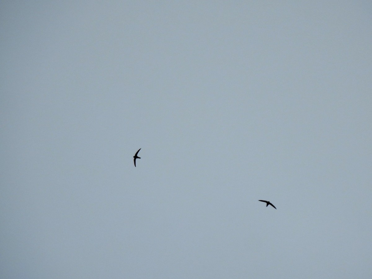 Common Swift - Stephen Bailey