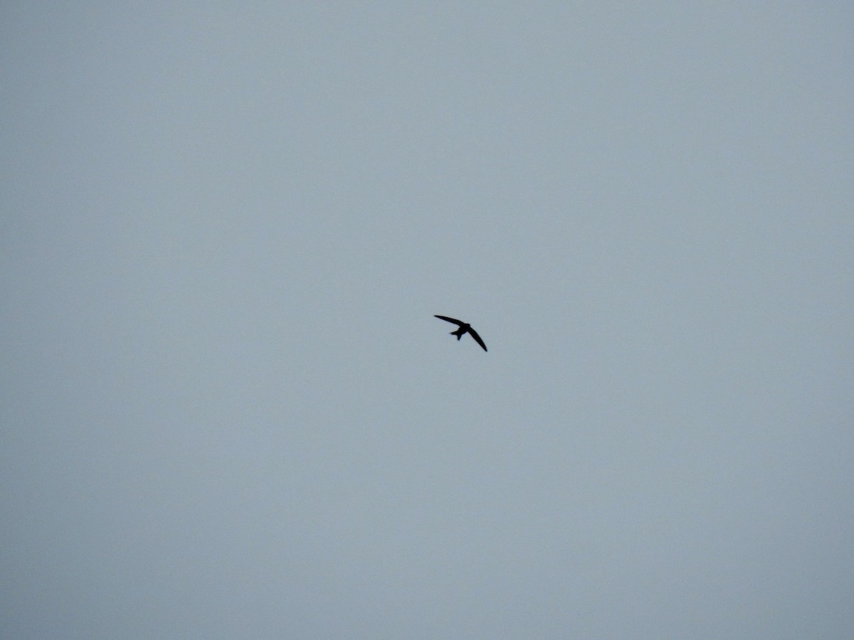 Common Swift - ML622127017