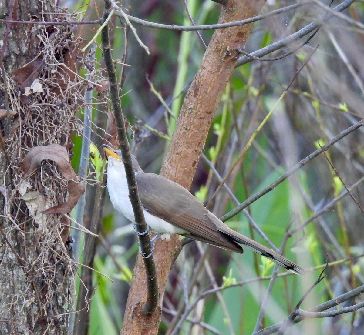 Yellow-billed Cuckoo - ML622127019