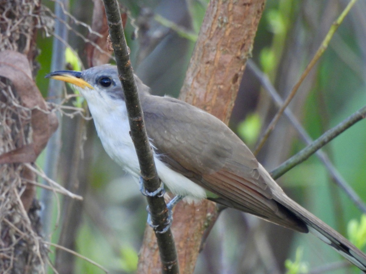 Yellow-billed Cuckoo - ML622127020