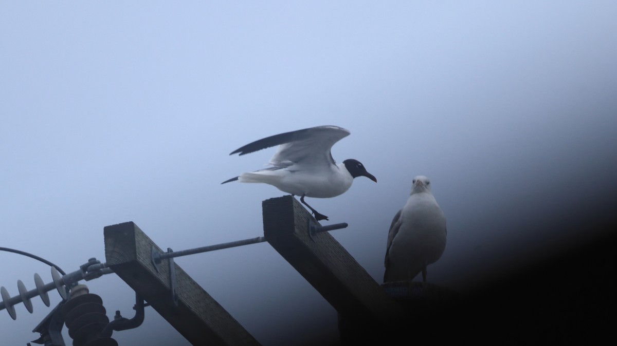 Laughing Gull - ML622127021