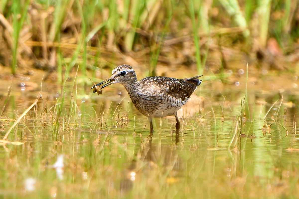 Wood Sandpiper - ML622127023