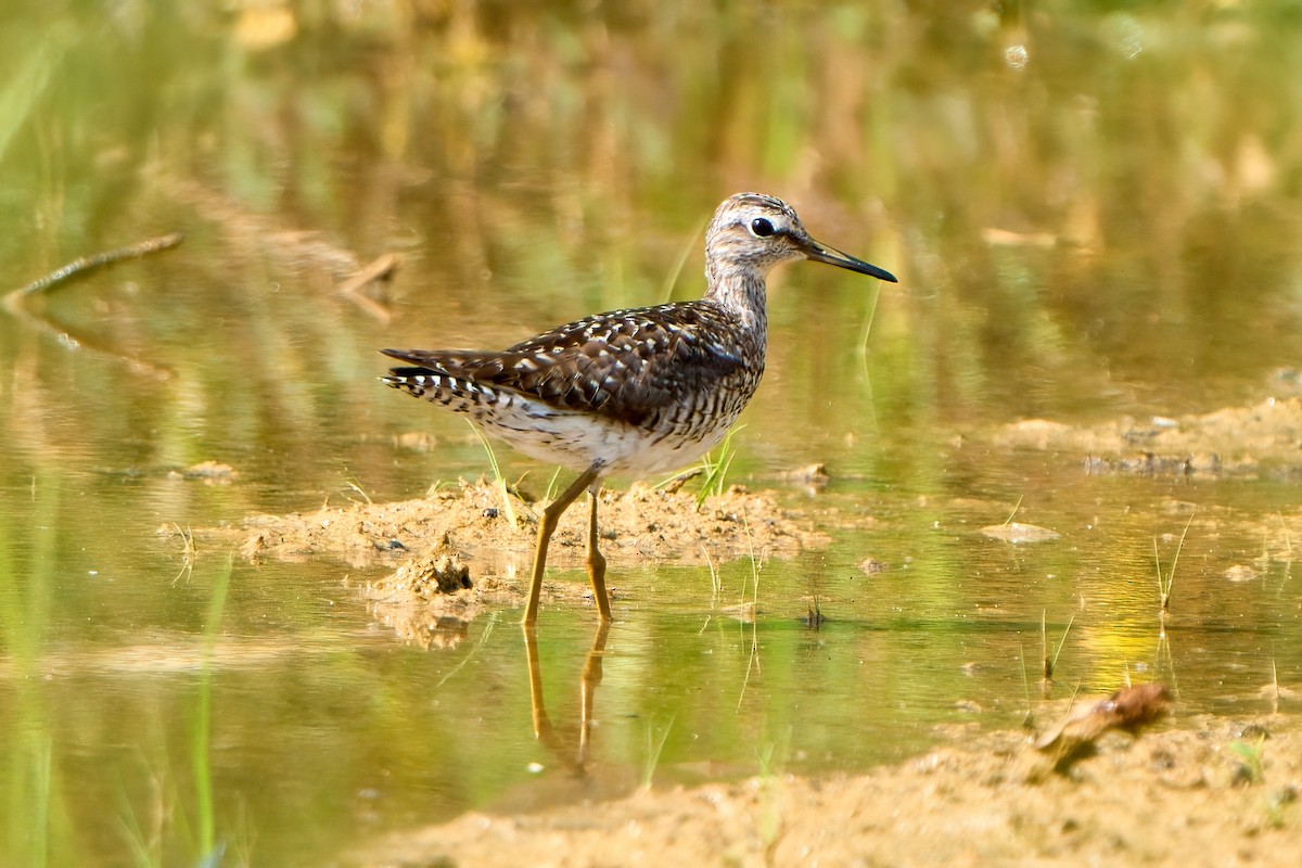 Wood Sandpiper - ML622127024