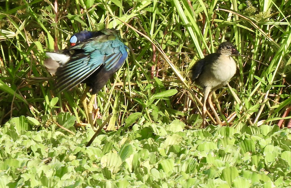 Purple Gallinule - ML622127025