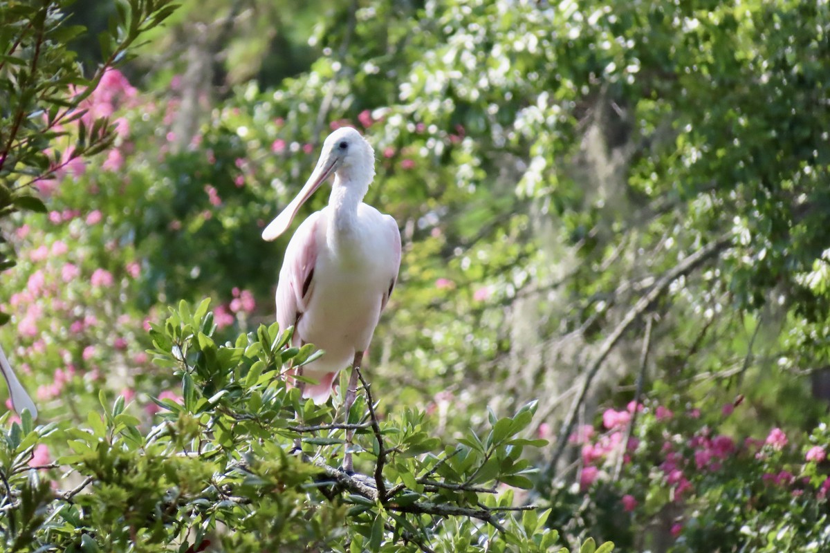 Roseate Spoonbill - ML622127027