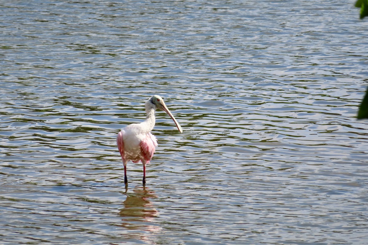 Roseate Spoonbill - ML622127028