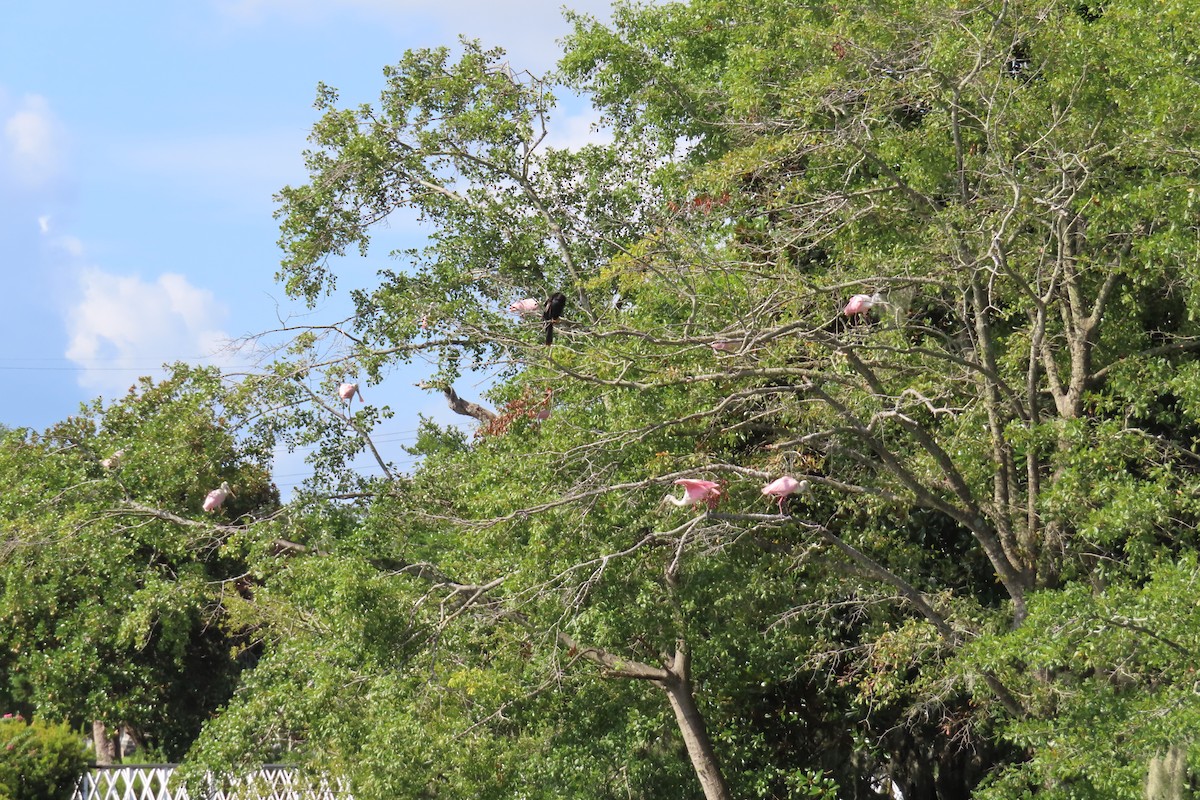 Roseate Spoonbill - ML622127029