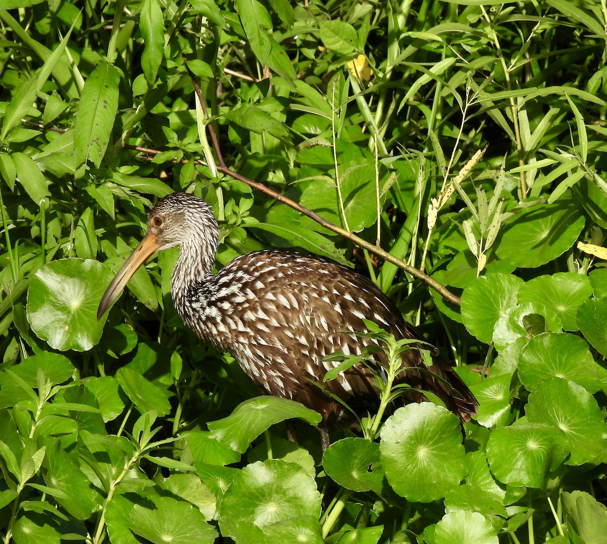 Limpkin - ML622127030