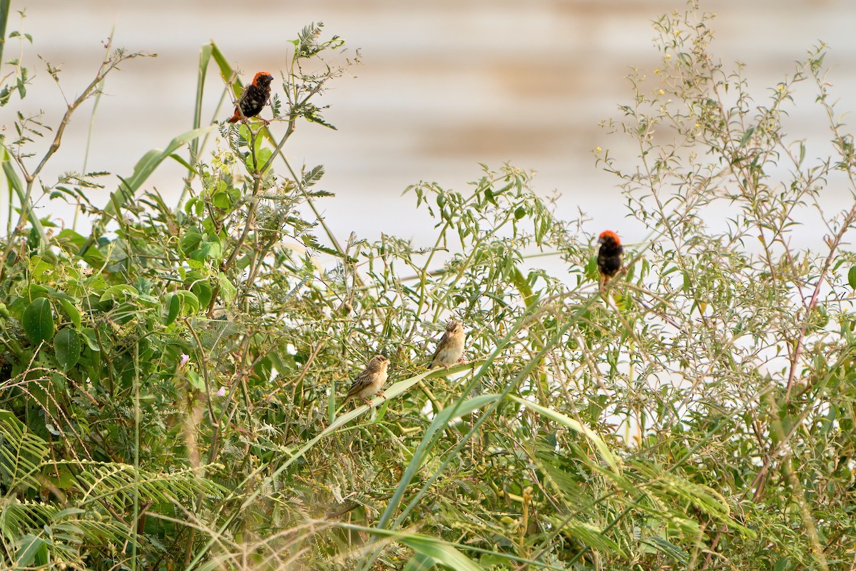 Zanzibar Red Bishop - Yuh Woei Chong