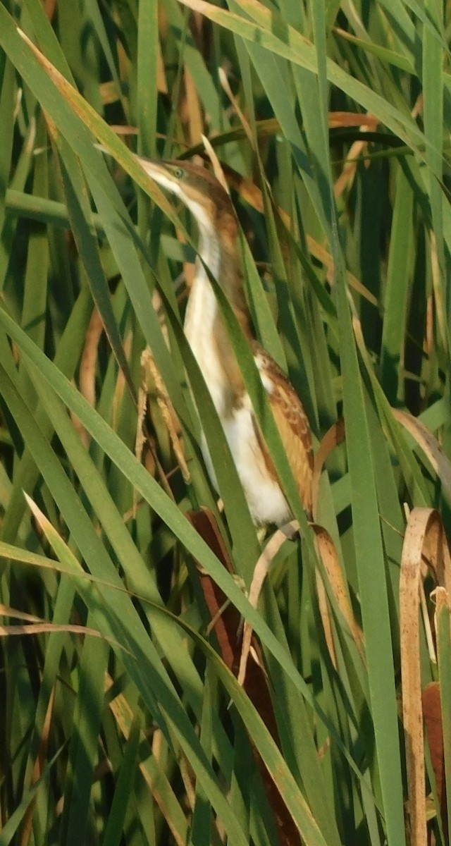 Least Bittern - Rob Pendergast