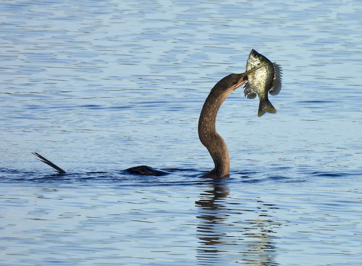 Anhinga - ML622127040