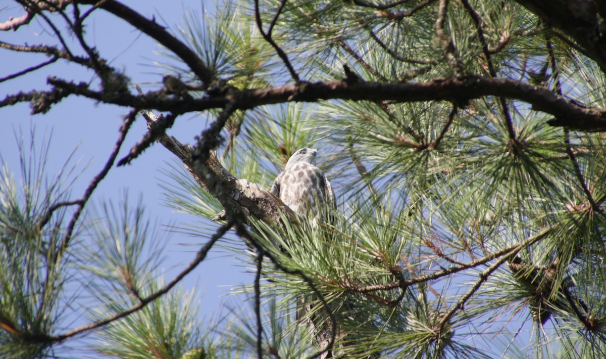 Mississippi Kite - ML622127041