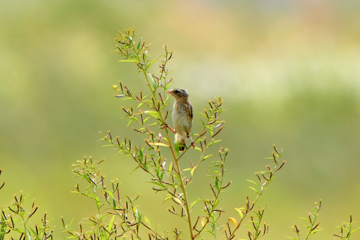 Zanzibar Red Bishop - ML622127043