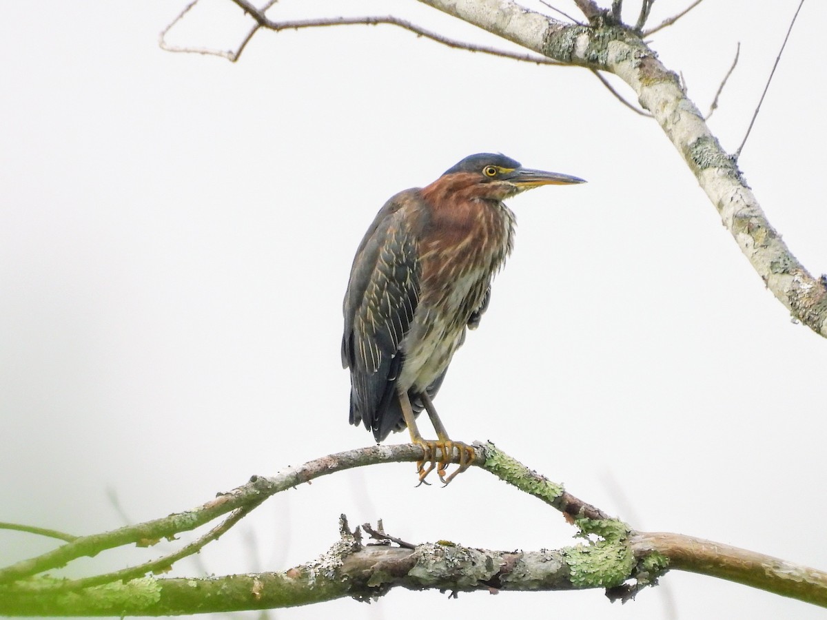 Green Heron - ML622127044