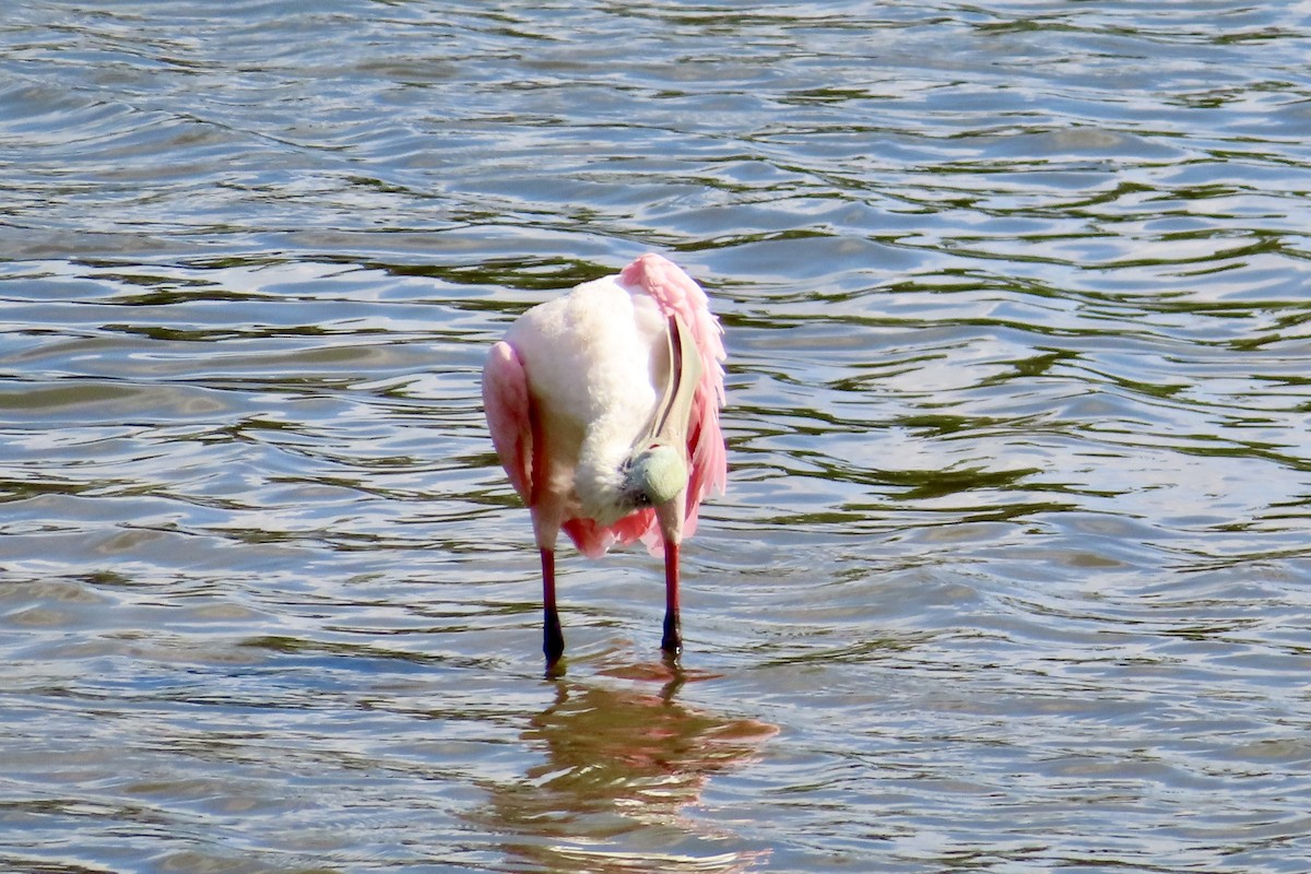 Roseate Spoonbill - ML622127045