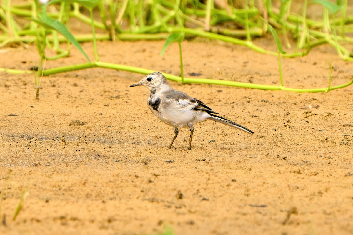 White Wagtail - ML622127046