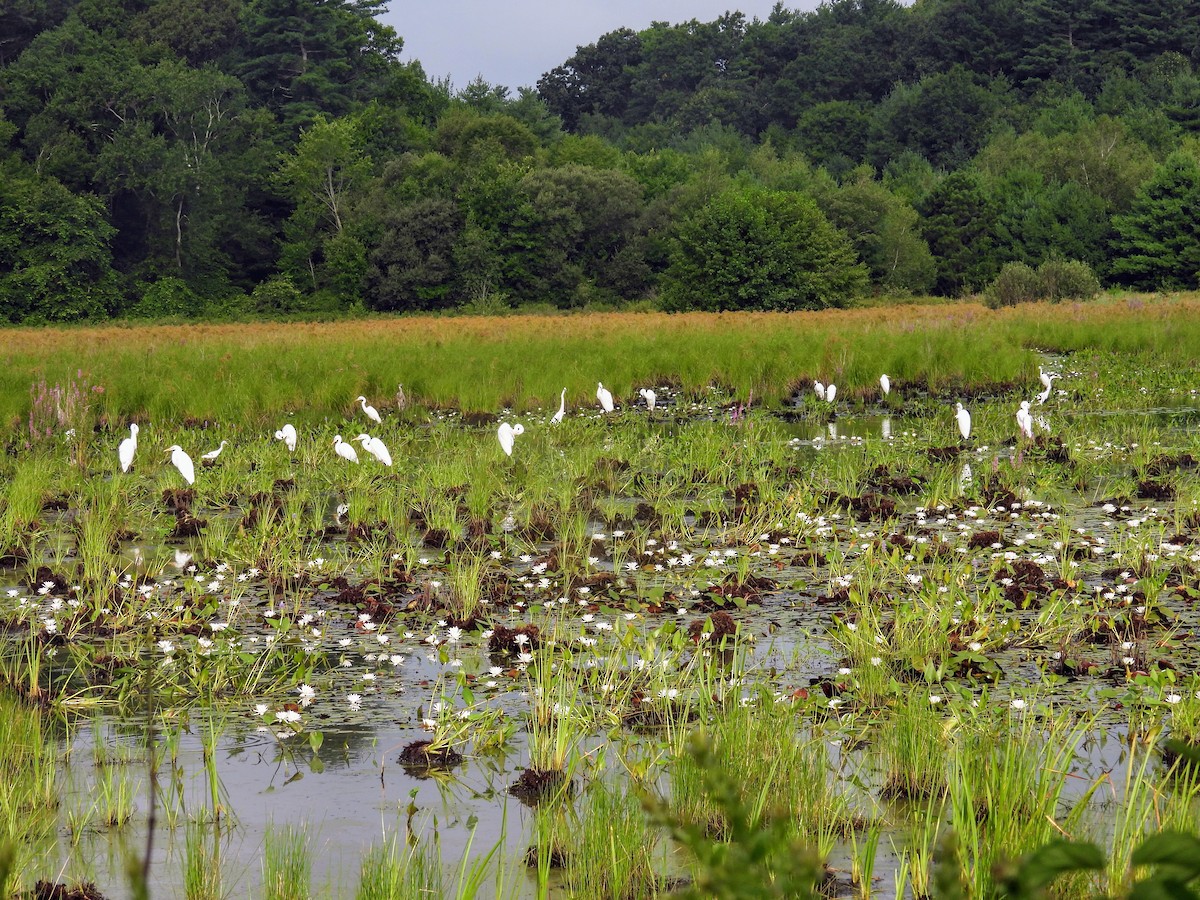 Great Egret - ML622127047