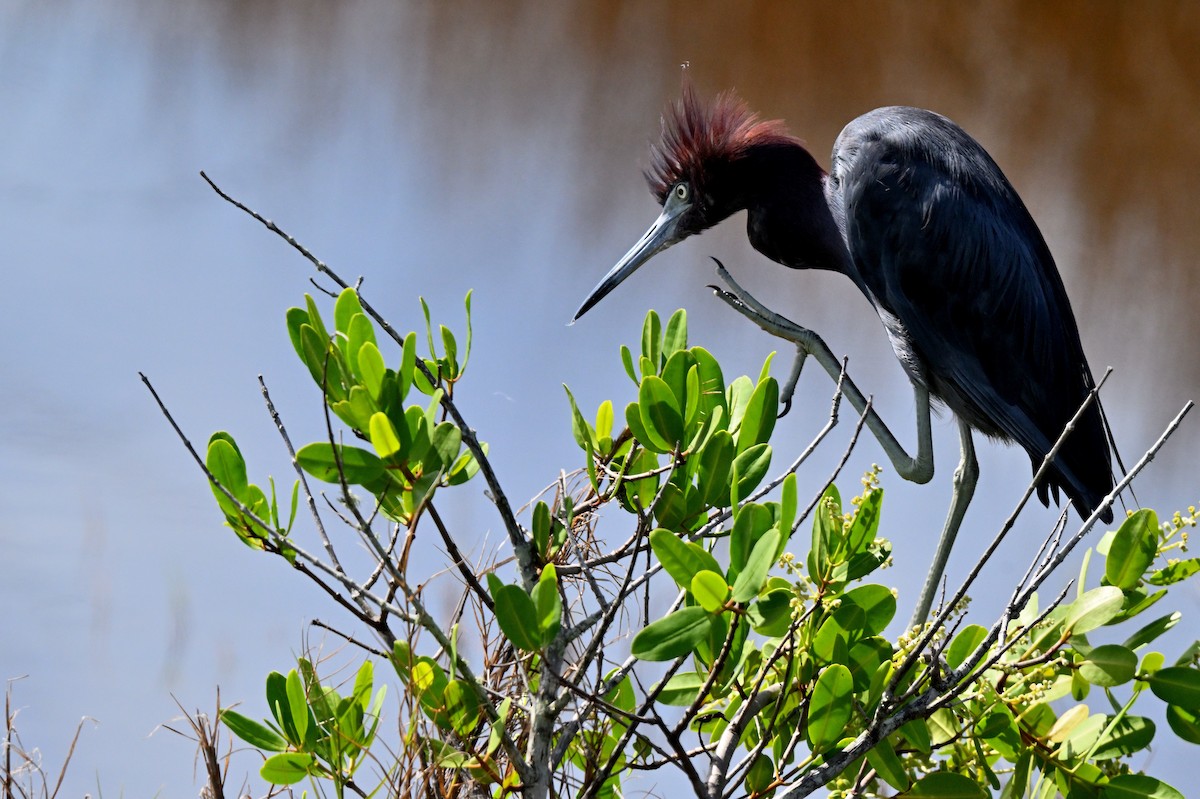 Reddish Egret - ML622127048