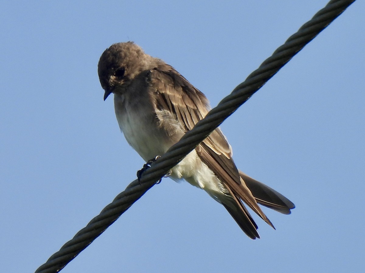 Northern Rough-winged Swallow - ML622127049