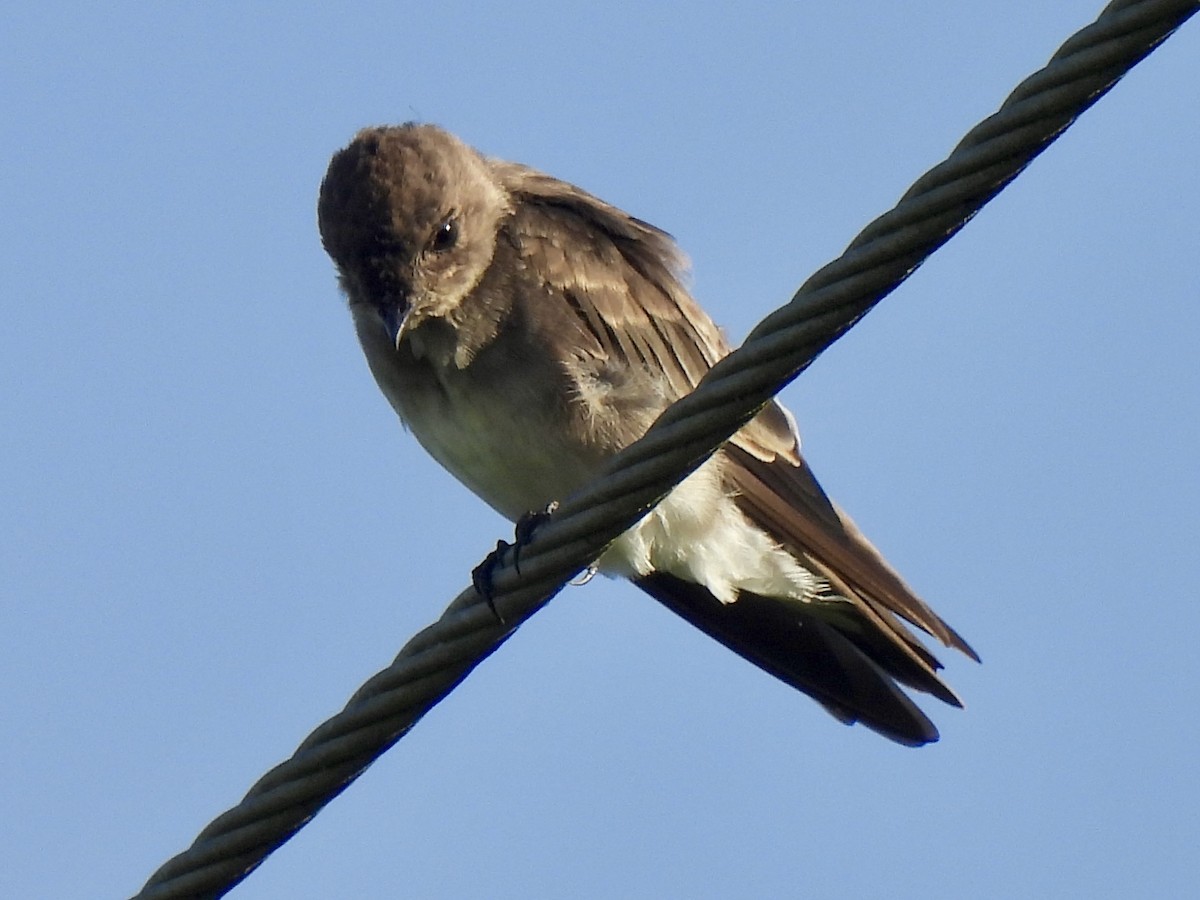 Northern Rough-winged Swallow - ML622127050