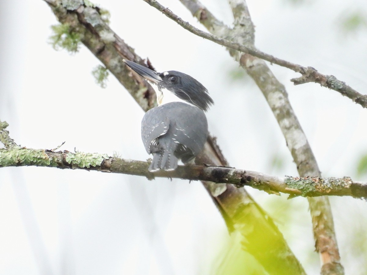 Belted Kingfisher - Lisa Schibley