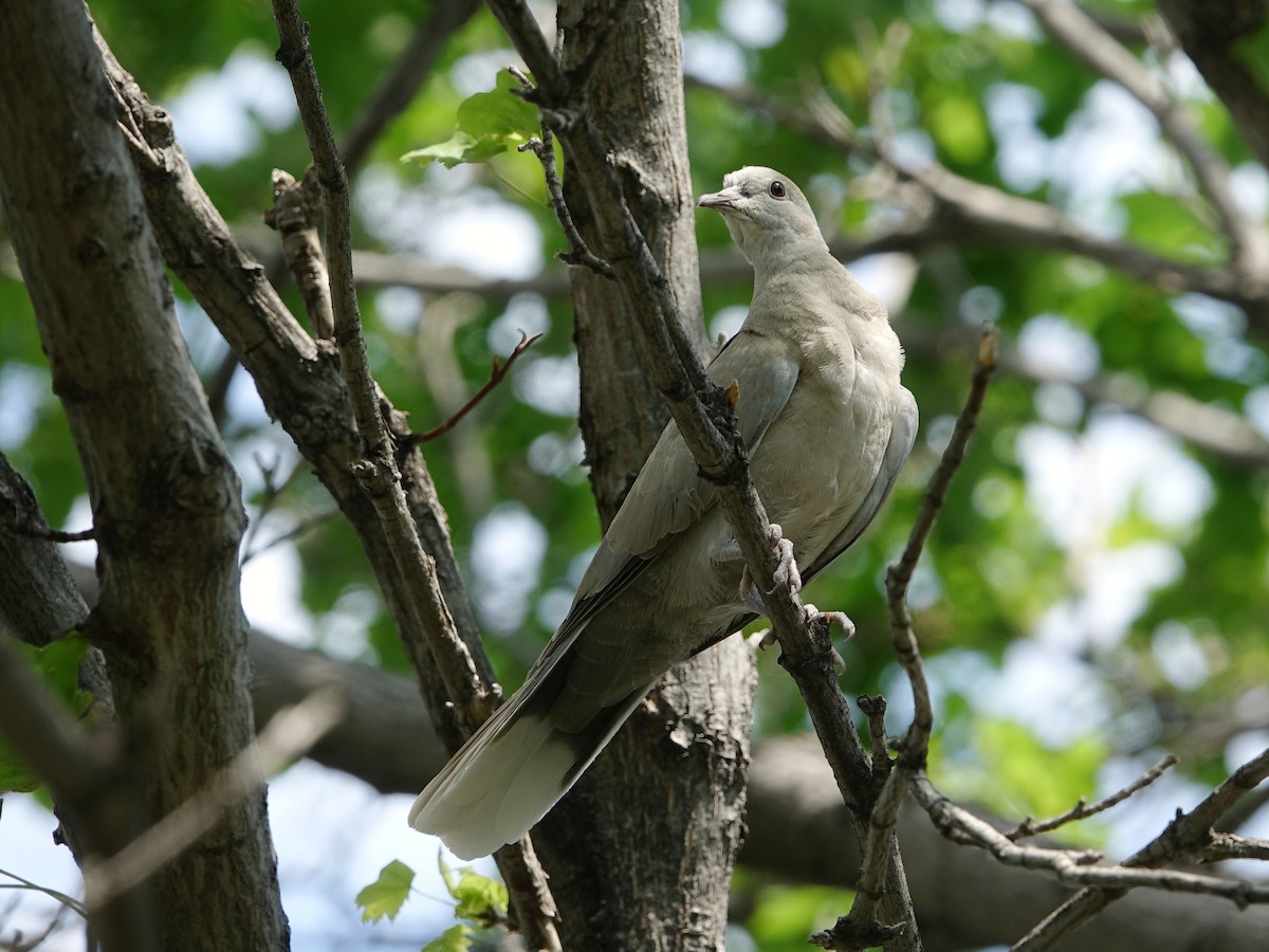 Eurasian Collared-Dove - ML622127052