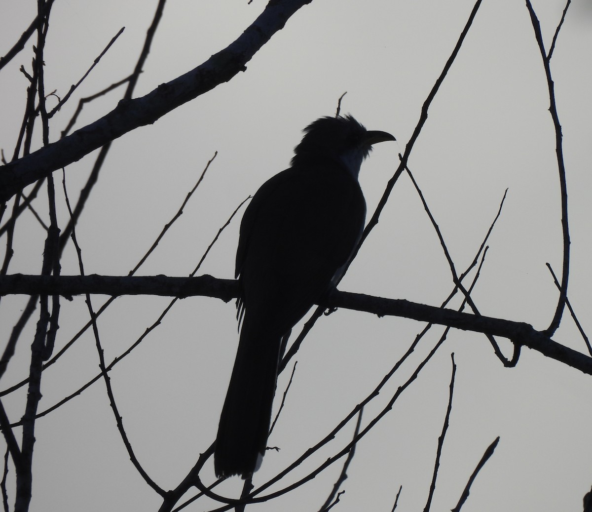 Yellow-billed Cuckoo - ML622127053