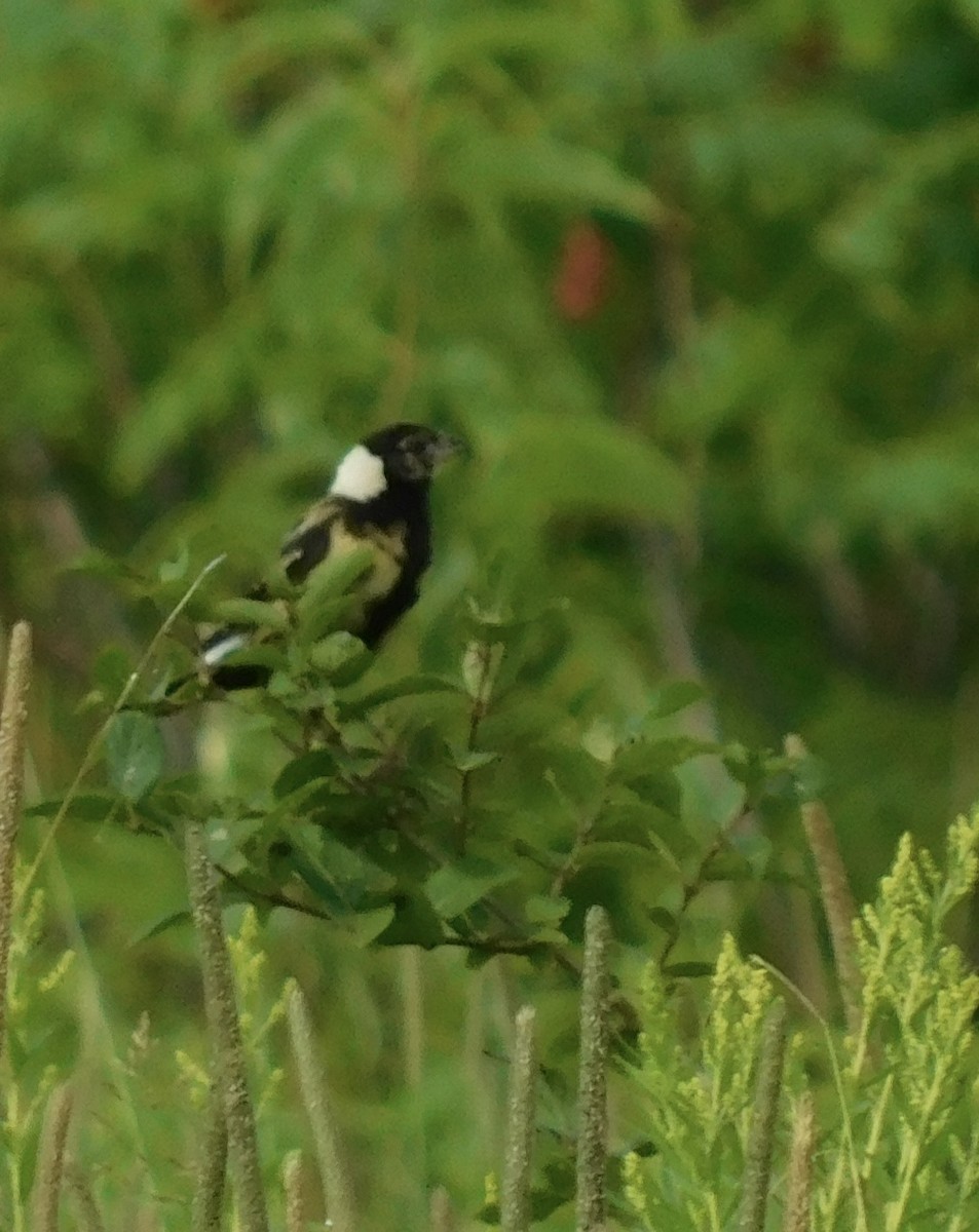 Bobolink - ML622127054