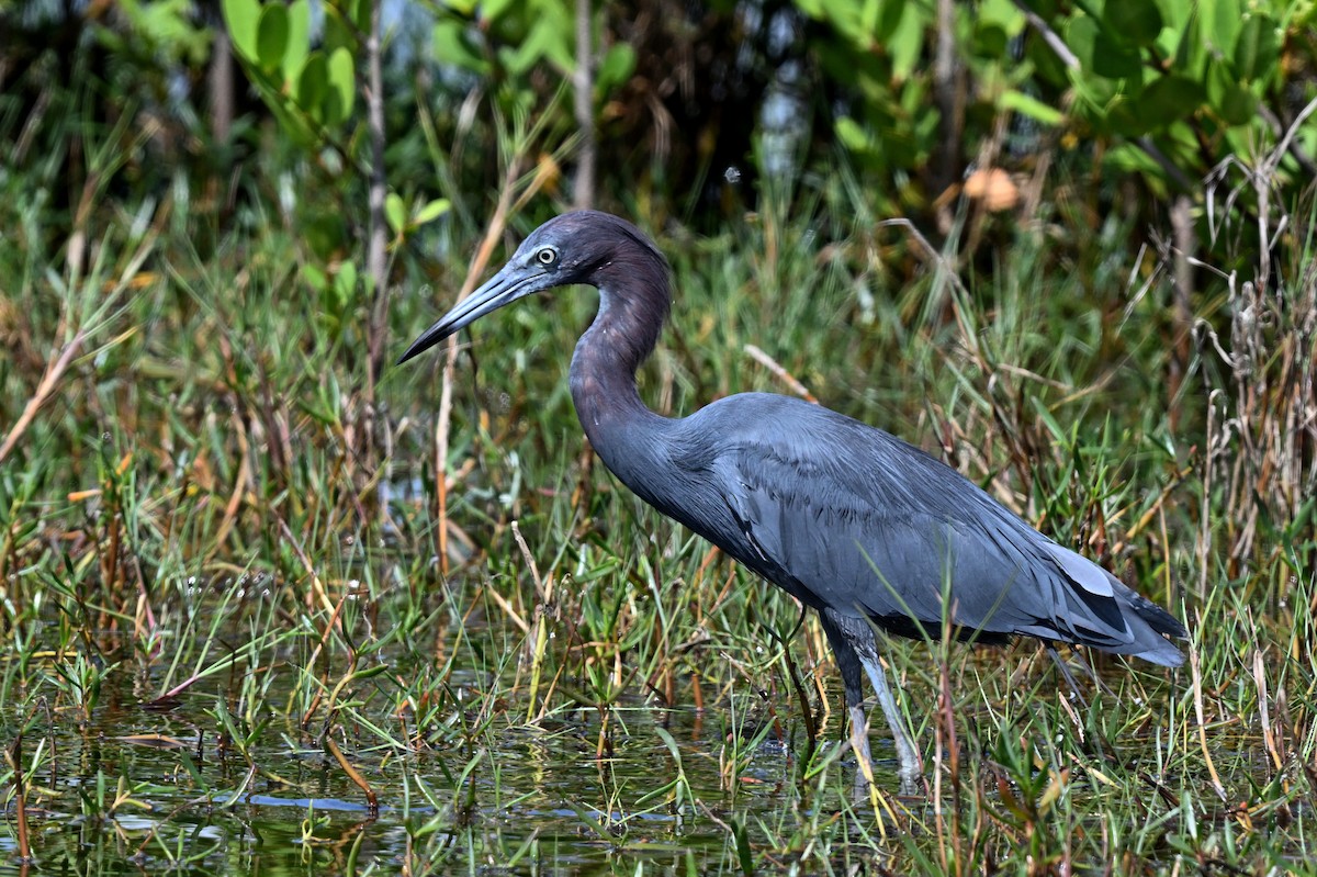 Little Blue Heron - ML622127055