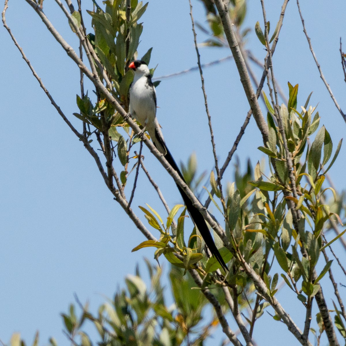 Pin-tailed Whydah - ML622127088