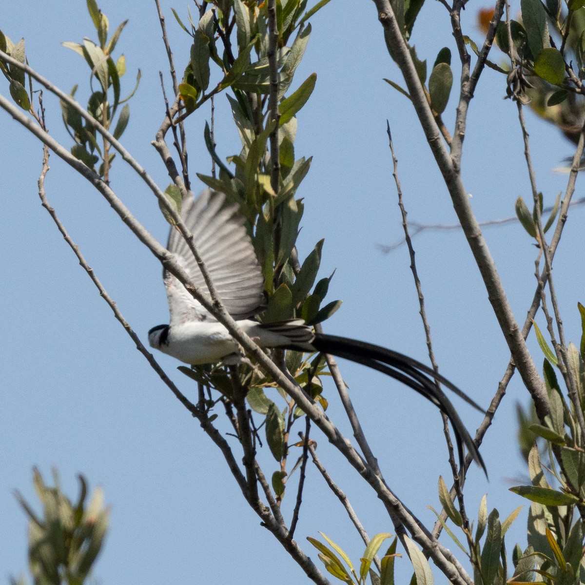 Pin-tailed Whydah - ML622127089