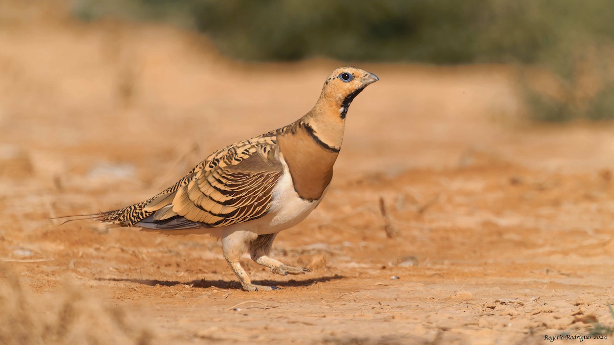 Pin-tailed Sandgrouse - ML622127098