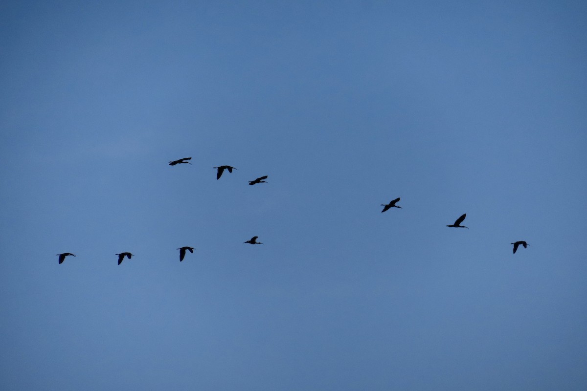 Glossy Ibis - Matt Johnson