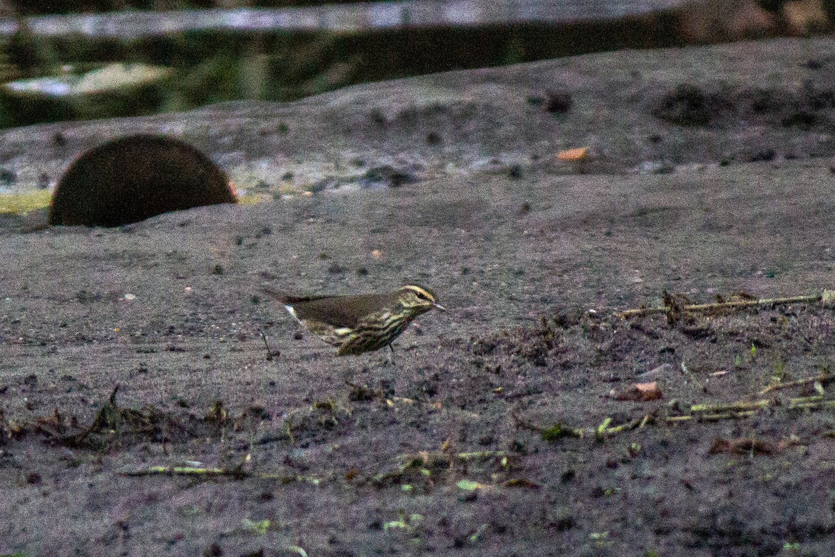 Northern Waterthrush - Will Shattuck