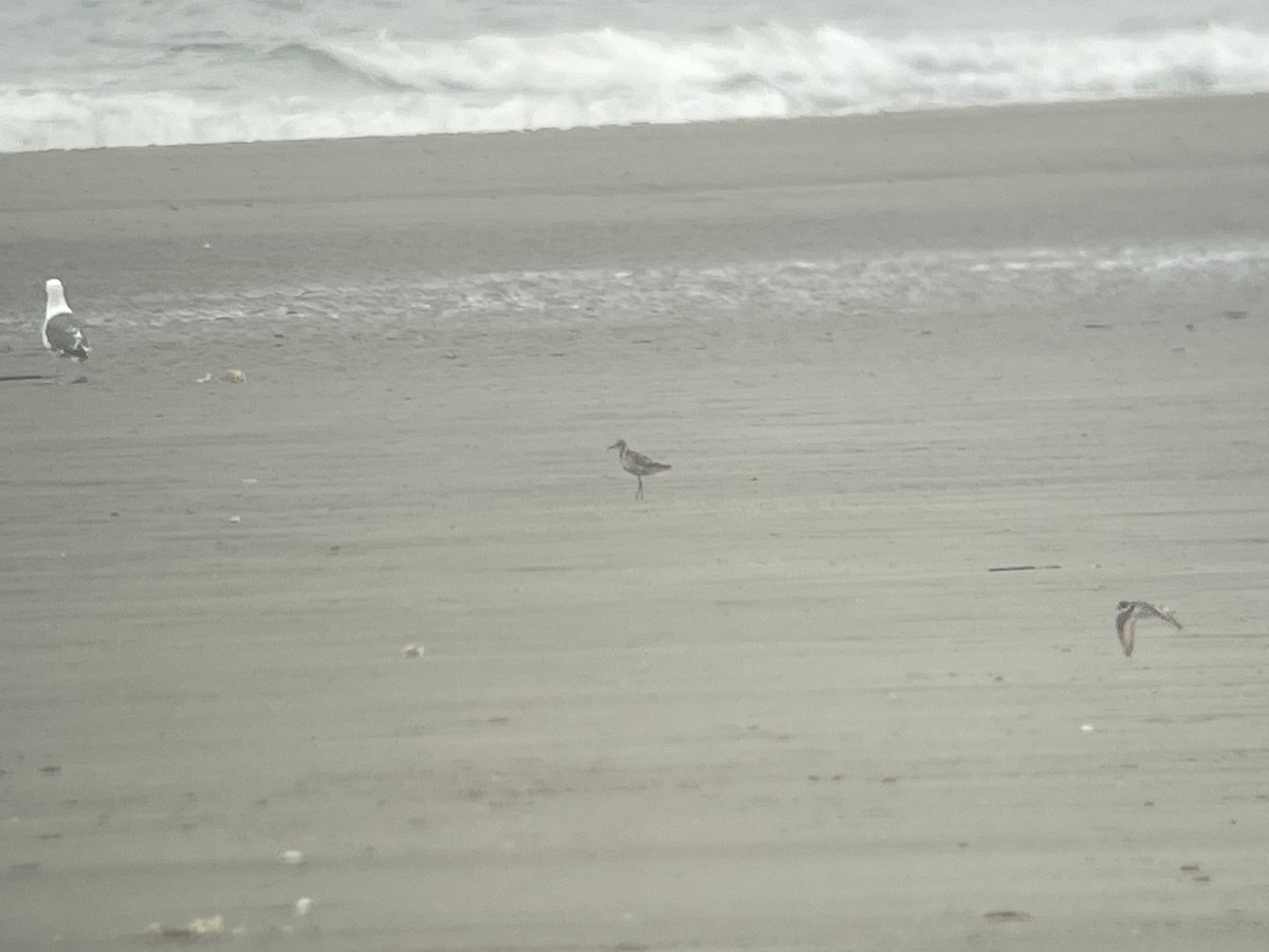 Pacific Golden-Plover - ML622127135