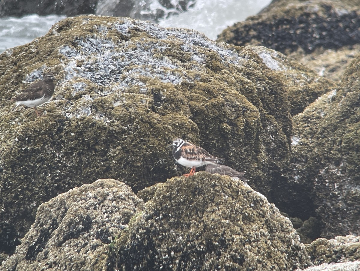 Ruddy Turnstone - ML622127139