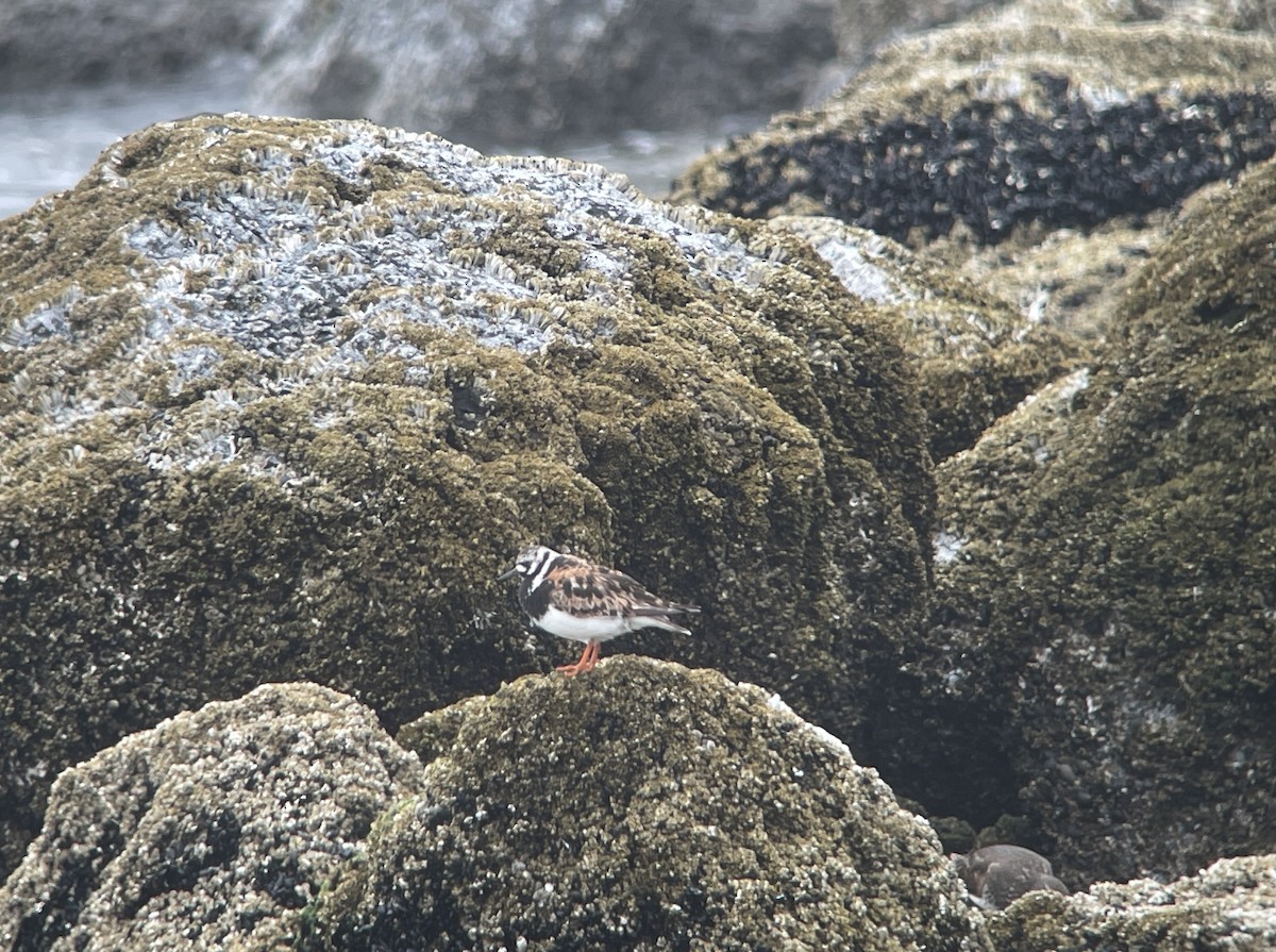 Ruddy Turnstone - ML622127140