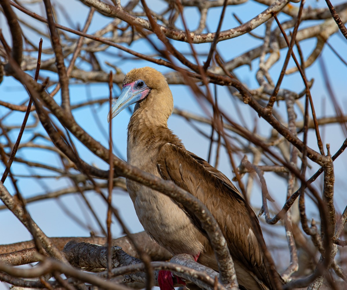 Red-footed Booby (Eastern Pacific) - Neil Dowling