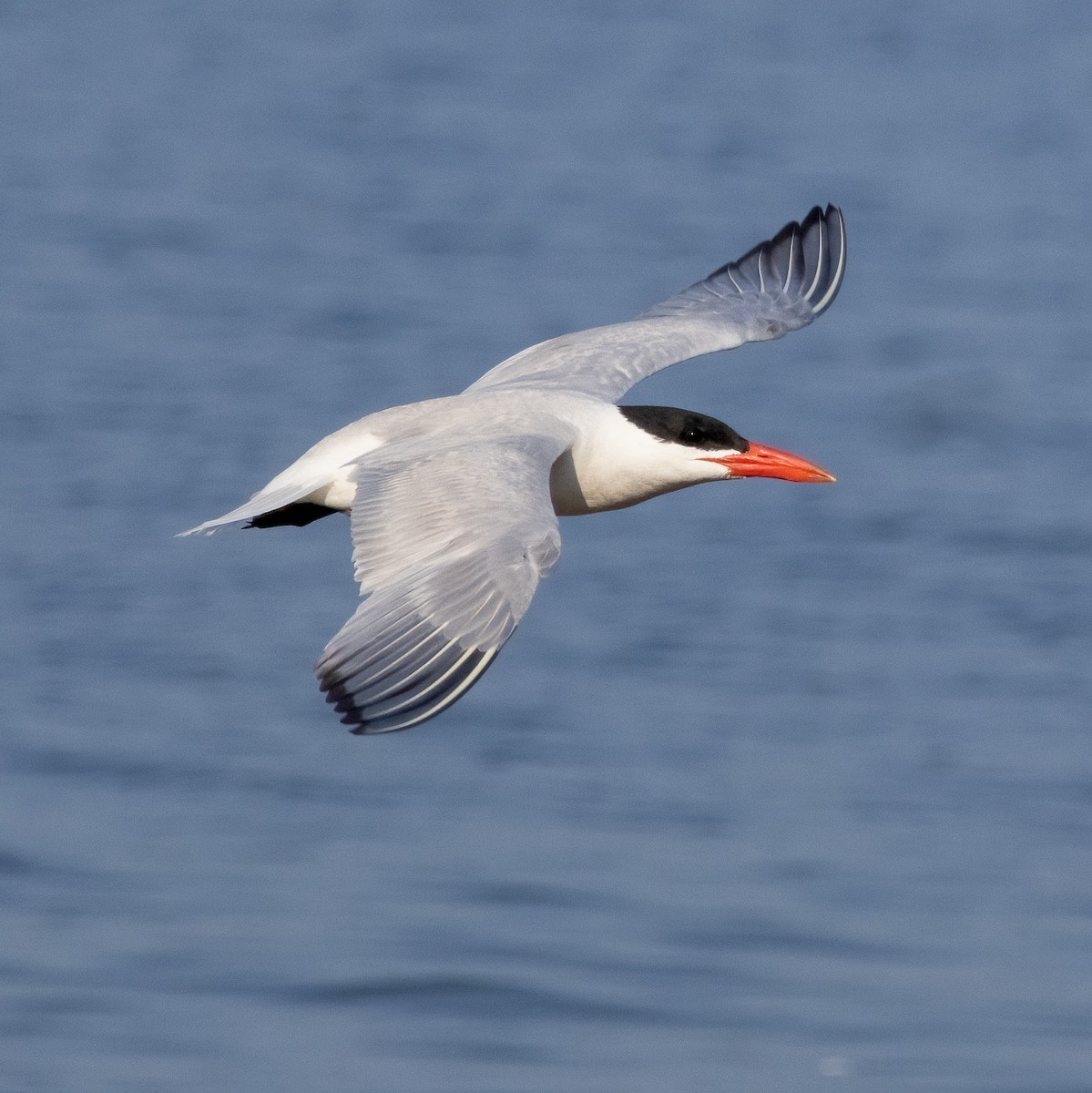 Caspian Tern - Mary Louise