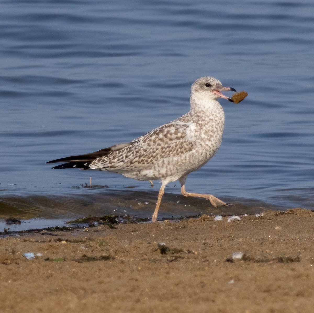 Ring-billed Gull - Mary Louise