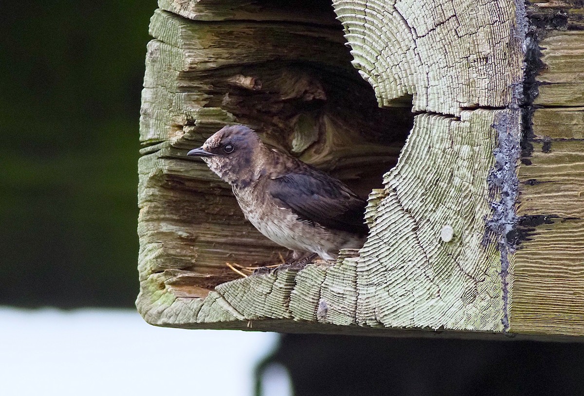 Purple Martin - Grace Thornton