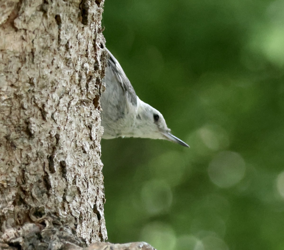 White-breasted Nuthatch - ML622127184