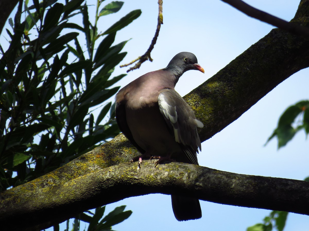 Common Wood-Pigeon - Franck Curk