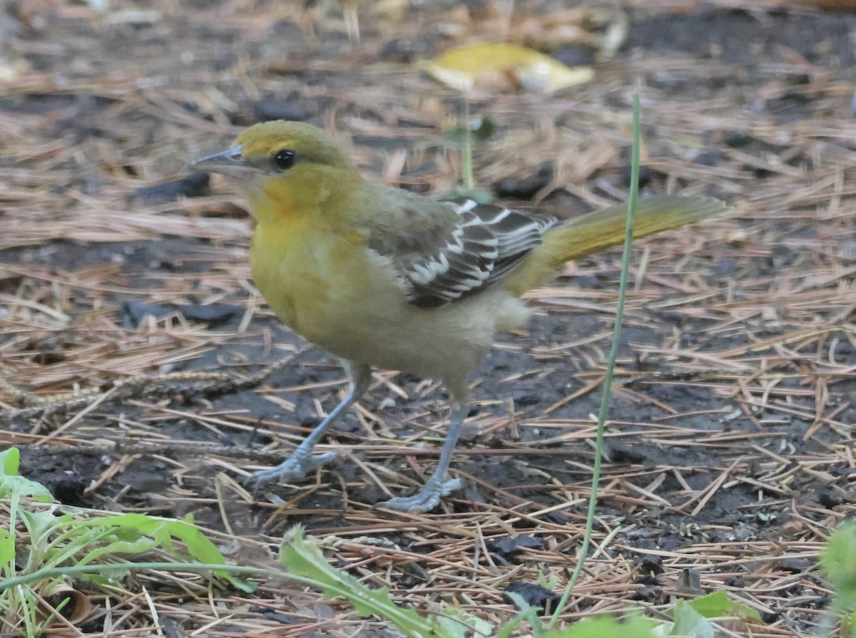 Bullock's Oriole - ML622127252