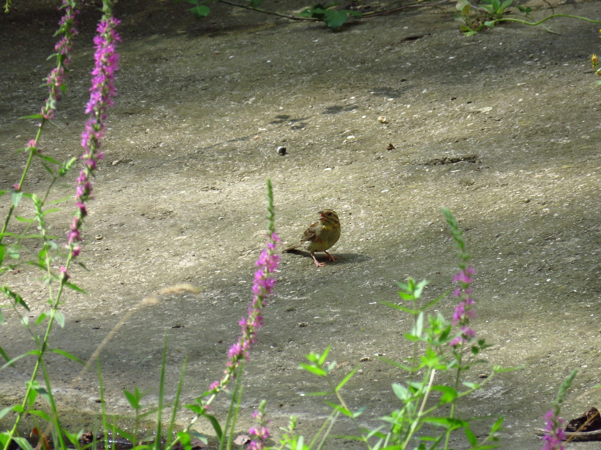 Cirl Bunting - Franck Curk