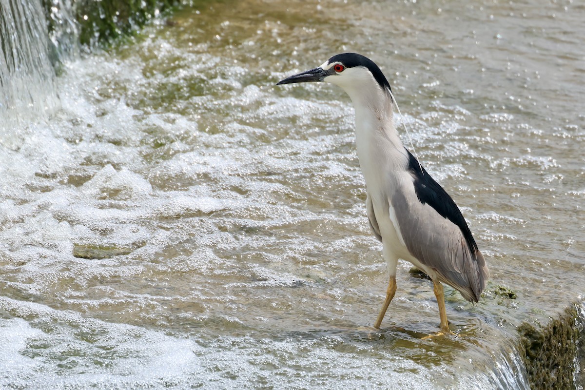 Black-crowned Night Heron - ML622127261