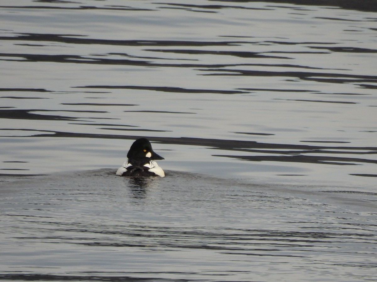 Common Goldeneye - Francois Lampron