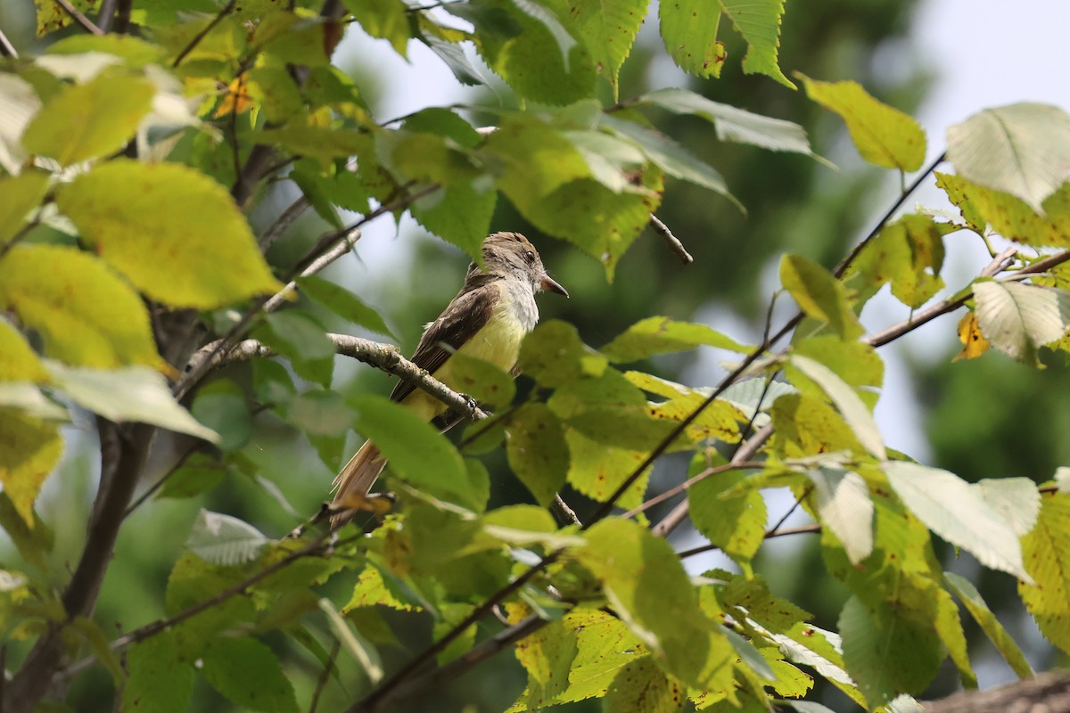 Great Crested Flycatcher - ML622127265